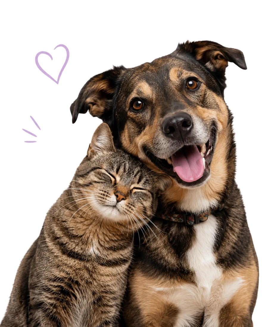 Um cão e um gato lado a lado